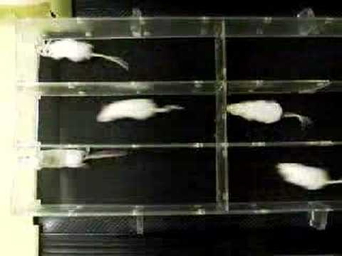 Running mice in treadmill
