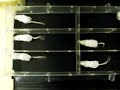 Running mice in treadmill