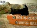 Funny Kitten Reaction To Cat-Nip