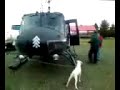 Perro rescatado de Chaiten 2/2 Perro rescatado de Chaiten 2/2
