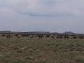 Wild Horses and Antelope