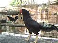 Aseel Rajha Murg Gallo Acuario Huachipa Aseel Rajha Murg Gallo Acuario Huachipa