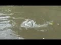 Fishing for Catfish in the Brazilian Pantanal
