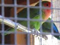 love birds طيور الحب ציפור האהבהfilmed with canon s5is