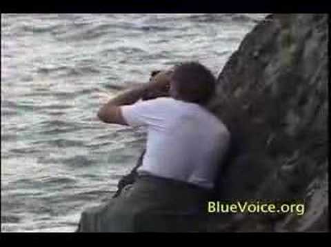 Fight To Save Pilot Whales