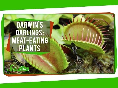 Darwin's Darlings: Meat-Eating Plants