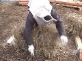 Straw Bale House 3