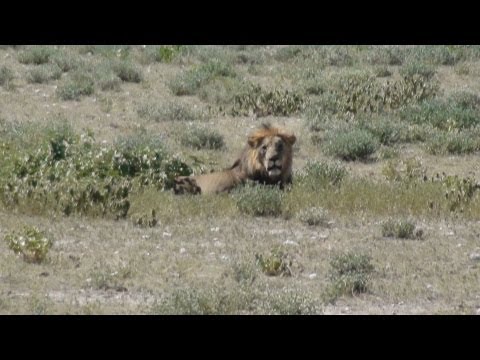 MALELION