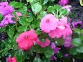 Raining on Purple Flowers 158KPS Rain Water Rainy Day Raining on Purple Flowers 158KPS Rain Water Rainy Day
