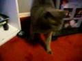 MEAN KITTY How To Annoy Your Cat... The Nice Way! (Part 2)