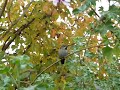 Backyard Hummingbird