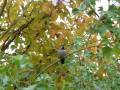 Backyard Hummingbird