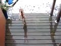 Hilarious Dog Doesn't Like Snow