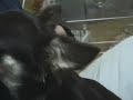 マスコット犬のハンセです。ペロペロとなめてくれました。