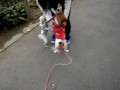 ピー助は男になっていた!!