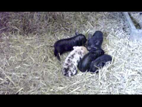 [Priscilla and piglets]