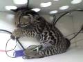 videos de ocelote hibrido con margay o tigrilloo 2 meses jugando con cables.3gp