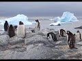 Phoques et Elephants de Mer