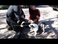 Joe Jonas and Ashley Greene get a new puppy!