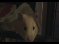 videos de Sugar rescued hamster with a treat