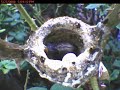 Hummingbird - 25 Days Hummingbird - 25 Days