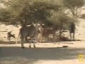 Pete's Pond: Eland Herd