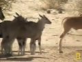 Pete's Pond: Eland Herd