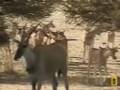 Pete's Pond: Eland Herd