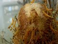 Schlüpfen der Larven 2 Schlüpfen der Larven 2
