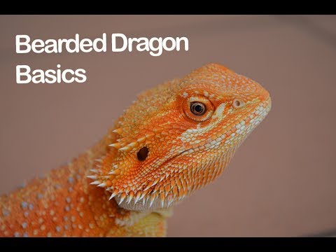 YouTube reptile video