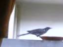 beautiful bird beautiful bird