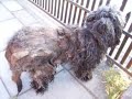 MALTRATO ANIMAL EN TALCAHUANO PERRO EN EXTREMAS DE CRUELDAD MALTRATO ANIMAL EN TALCAHUANO PERRO EN EXTREMAS DE CRUELDAD