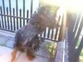 MALTRATO ANIMAL EN TALCAHUANO PERRO EN EXTREMAS DE CRUELDAD