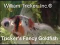 Fancy Goldfish at Tricker's