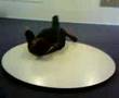 bangwell table dancing