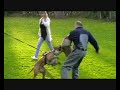 Niro beim Schutzdienst
