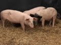 Koszmar Joli część 4 Koszmar Joli część 4