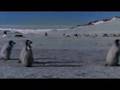 Baby penguin: First steps taken in Antarctica