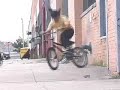 animal 08 insight promo