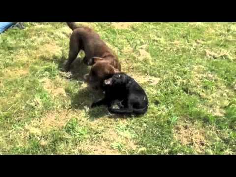 18-month-old chocolate labrador playing with 3-month-old black labrador on dogdownunder.com