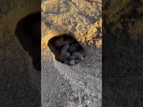 A sorpresa nascono le tartarughe marine all'Elba