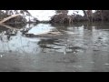 Beaver at Ben Brenman Park
