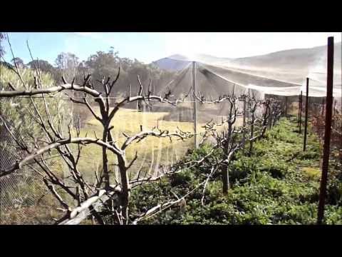 how to grow espalier fruit trees