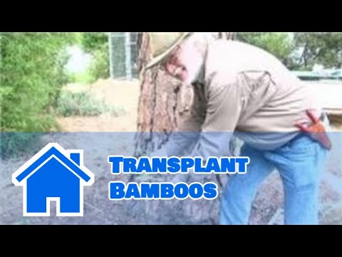 how to transplant large bamboo