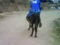 COLUMBO THE DONKEY