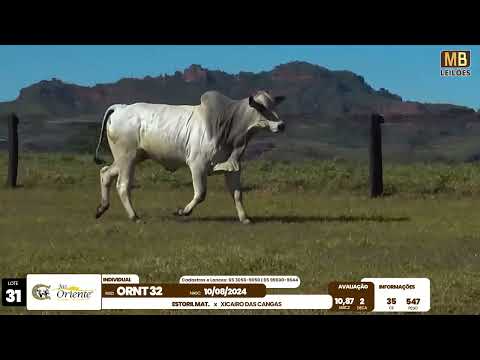 1� LEIL�O PRODU��O FAZENDA ORIENTE