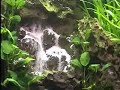 Video de um aquário plantado com cachoeira, muito show esse aquário! 