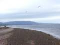 videos de bald eagle cape breton nova scotia