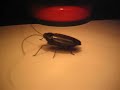 Solar Cockroach Toy with Focalprice