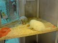 Sony Ericsson G900 video sample